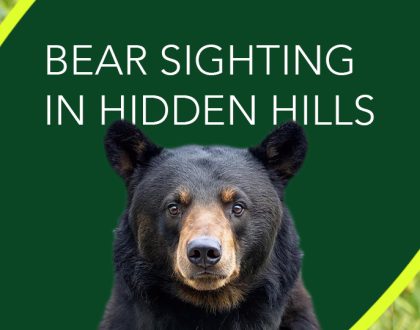 Bear Sighting in Hidden Hills