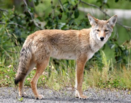 Living Safely With Coyotes