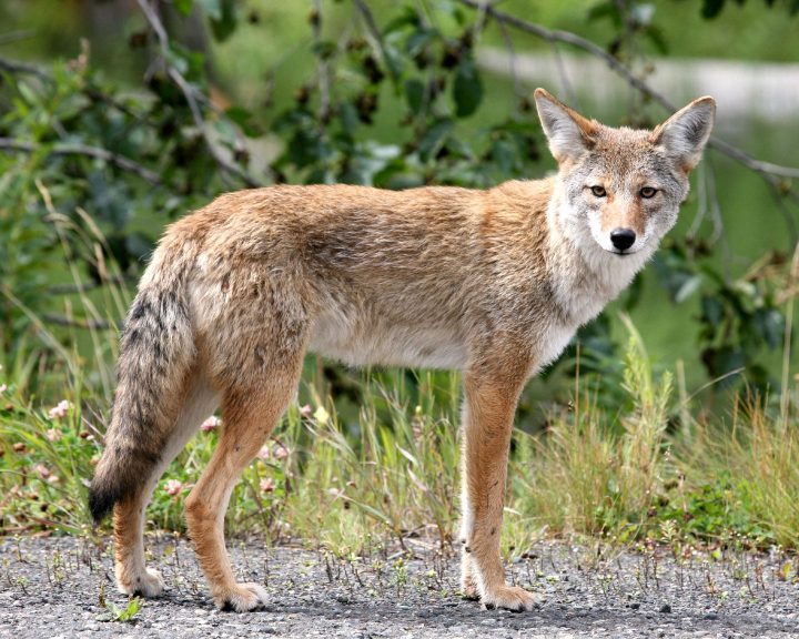 Living with Coyotes - Hidden Hills